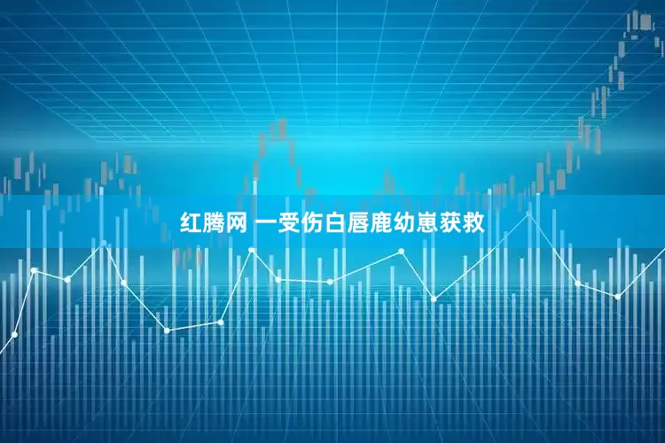 红腾网 一受伤白唇鹿幼崽获救